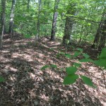 Cold Harbor Earthworks