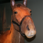 Thomas Jonathan “Stonewall” Jackson’s Horse, Little Sorrel